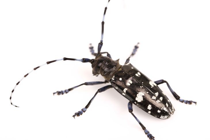  oost-aziatische-boktor